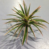 Artificial Plastic plants Chlorophytum Branch home decorative fake plants Indoor potted table decoration NO Pot